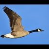 waterfowl_314